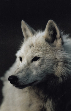 plastexxx:  National Geographic Magazine, May 1987, “At Home with the Arctic Wolf”. Photos: Jim Brandenburg Basically my favourite NGM article when I was a kid.