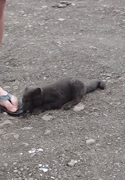 basedpotatochip:Baby Arctic fox tries to eat a man alive [x]