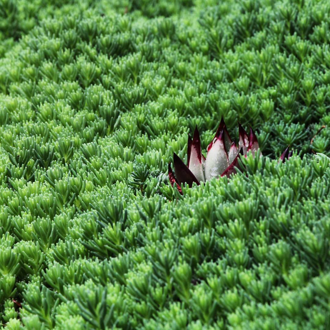 娄古坊 播种的罗密欧 咋一点不像 多肉ちゃん 多肉 多肉植物 多肉植物初心者 多肉植物寄せ植え