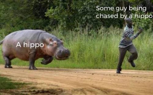 Quidam vir qui ab hippopotamo fugatur Hippopotamus Some guy being chased by a hippo A hippo (Fons Im