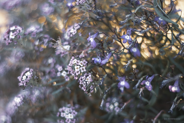 Meanwhile, in the garden...: (c) riverwindphotography