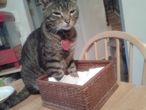 sassy-spoon:  clpdee:  clpdee:  clpdee:  just watched concrete try and fail to fit into this napkin holder for the past five minutes, now he’s just been standing with his front paws in it looking mad and tired     are you kidding  you named your fucking