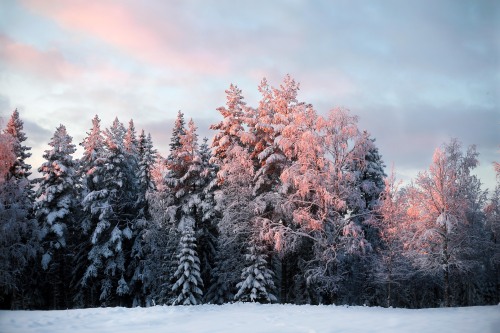 snowy woods