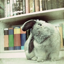 ursulavernon:  lolcuteanimals:  Bunny head