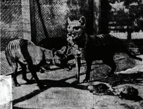 polandsball: some more images of the thylacine you have probably never seen before