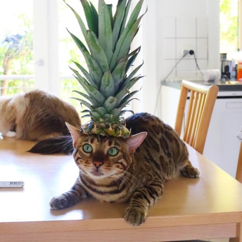 atraversso: Ninja cats by:   Nelly & Gilbert The Cats    