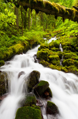 sublim-ature:  Greenery by Brian Pemberton 