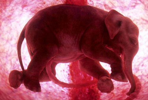 escapekit:  In The Womb  These amazing photos of baby animals in the womb were captured by scientists using a combination of high-tech ultrasound scans, tiny cameras and computer graphics, and were featured on National Geographic’s ‘In The Womb’ series. 