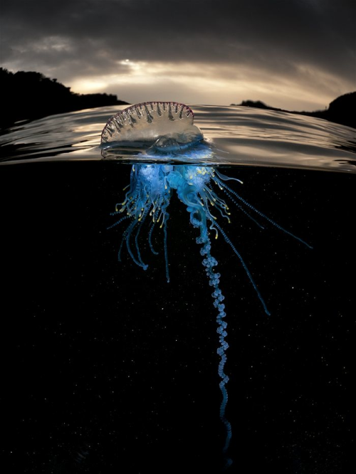 nubbsgalore:photos by matt smith from the Illawarra coast in new south wales of bluebottles, violet 