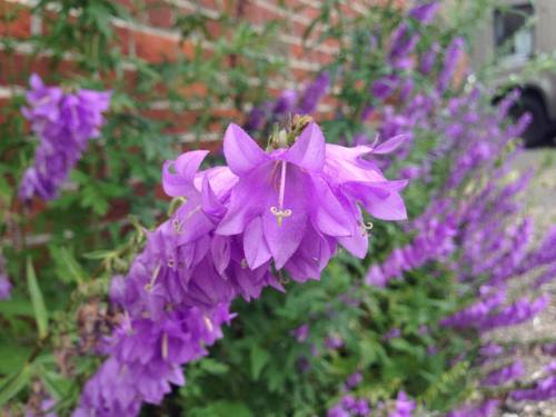 #Campanula #Campanulaceae #botany #portlandmaine #portland #maine #ME #bellflower (at Portland, Main