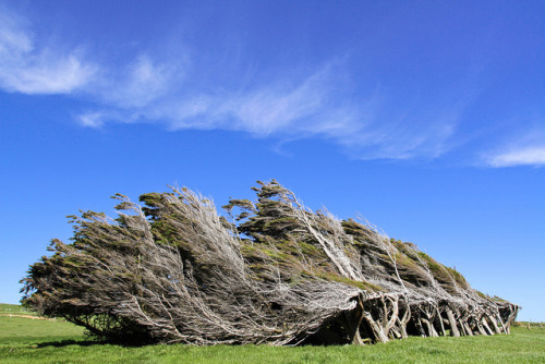 flatbear:  dayofthedoodles:  odditiesoflife:  The Twisted Trees of Slope Point, New Zealand Slope Point is at the southernmost point of the South Island of New Zealand. The air streams loop the ocean, unobstructed for 2000 miles, until they reach Slope