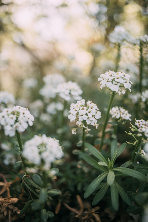 rhiannatruexx:Sweet Alyssum