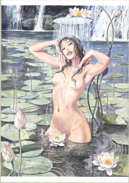 manara-fan-page: &lt;b&gt; Water lilies