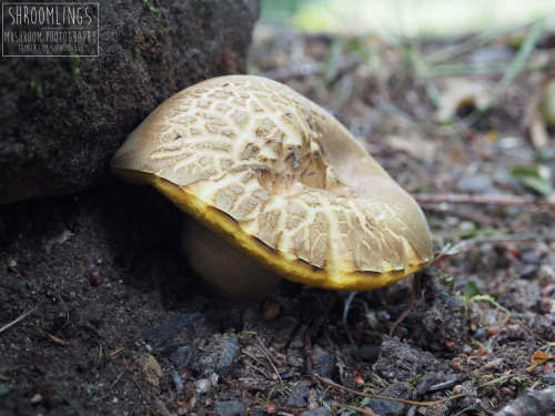 Found summer 2020Xerocomus subtomentosusAlso known as suede bolete, brown and yellow bolete, boring 