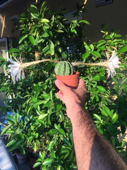 greenlook-garden:  This cactus produces so many huge flowers, but can’t decide in which directionEste cactus produce muchas flores enormes, pero no puede decidirse en qué dirección hacerlo