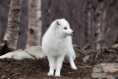 maggieobrehon:everythingfox:In the WildPhoto bySietse Hagendaily dose of cute. it had to be a fox to