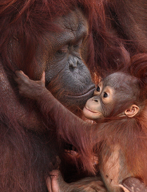 awkwardsituationist: &ldquo;i hurt my finger,&rdquo; says the infant orangutan. &ldquo;let me take 