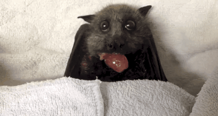 gifsboom:  Flying Fox Bat Happily Stuffs Her Face with Grapes. [video]  OMG TOO ADORABLE!!!!
