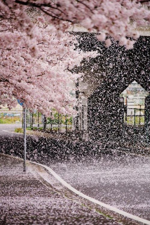 lifeisverybeautiful:Cherry Blossom, Japan