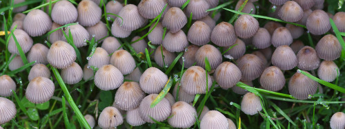 Fairly common in parks and lawns, the little, but impressively gregarious Pleated Inkcap - Parasola 