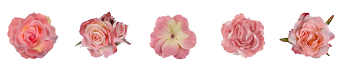 Porn Pics Transparent-Flowers