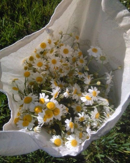 oxeye daisy