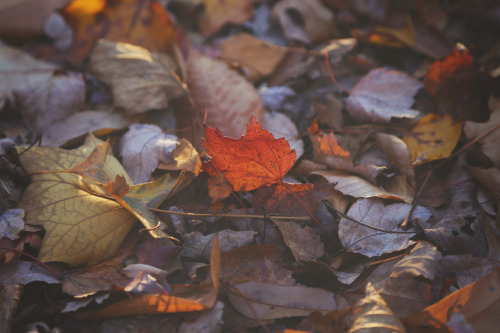 ohgoodgracious: Dear November…