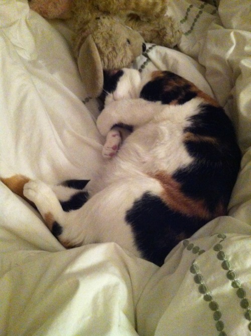 prettykittymulu:Shameless “my cat is adorable” post. She likes pawing at tablet/phone/computer scree