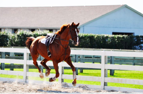 hunterjumperlife: equitation