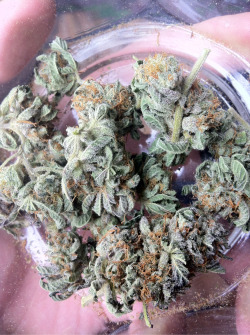 stoners-heaven:  O.G Kush