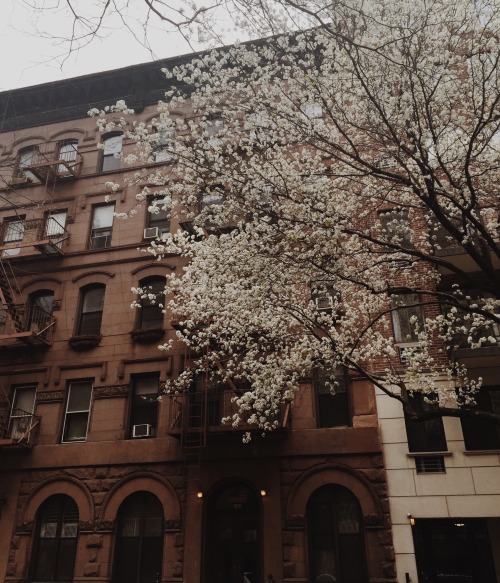 christiescloset: I took so many pictures of brownstones and flowers this morning  sorry if I po