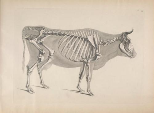 nevver:  Comparative osteology, Edouard Joseph d’Alton