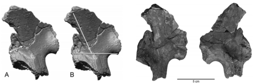 theolduvaigorge:Associated ilium and femur from Koobi Fora, Kenya, and postcranial diversity in earl