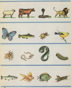 nemfrog:  Zoology potpourri. Look and learn.