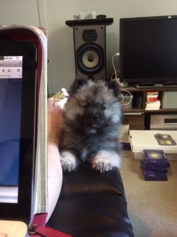 wolfdemonofhell:  shierrphoto:  He wanted my sushi.  Ur just so cute lil fluff ball