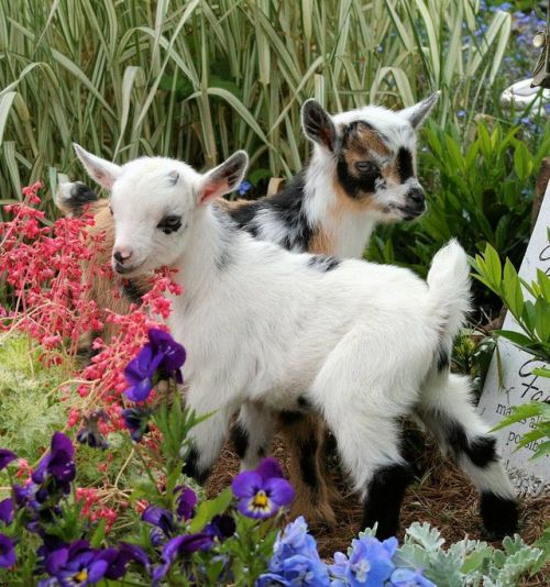 glitzyglamhealthy: can’t get enough of baby goats, they just hop around like the cute cuties they are   Yes goats are cute but their eyes freak me the fuck out