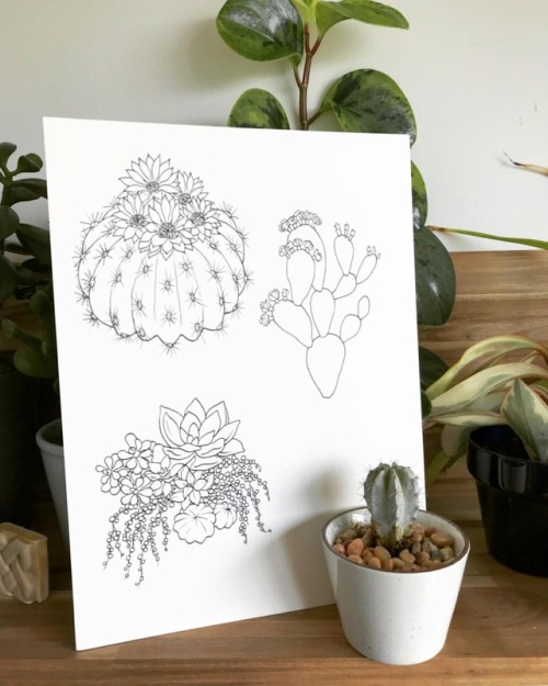  cactus and succulent buddies with my cactus and succulent buddies 