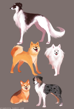 playbunny:  was a little stressed out today so i did some paintings of some of my favorite dog breeds  