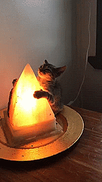thenatsdorf:Kitten blissfully hugs warm lamp. [full video]