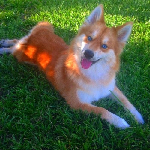 mymodernmet:Adorable “Pomsky” Pup is the Stunning Hybrid of a Pomeranian and Husky