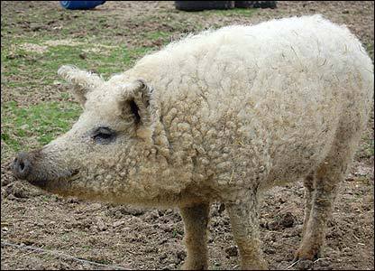 sixpenceee:  Mangalitsa is a natural breed of pigs from Europe that are descended