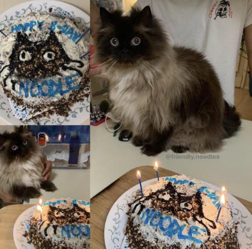 cutecatpics:it’s Noodle’s birthday today! he’s a 4th of July baby!Source: friendlynoodless on catpic