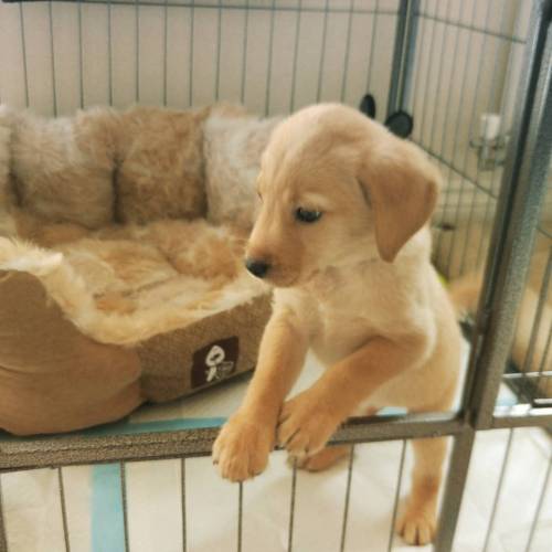 Rupert #laboftheday#worldoflabs #puppy #baby #sohappy #lablove #firstdog #instalabs