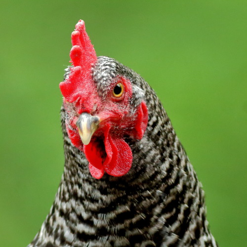 Portrait of a Barred Rock hen.Kind, gentle, friendly and curious. They work hard too; laying many la