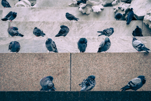 PHOTO of the day | March 21, 2014 | Pigeons & Lines | Milan