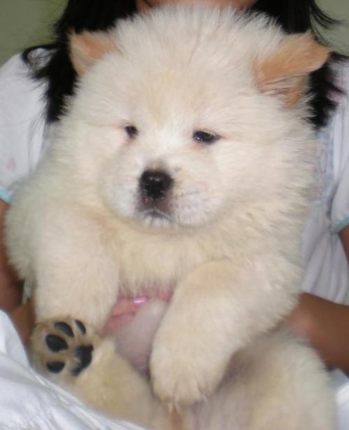 Porn mydrunkkitchen:  cutefurrythings:  Chow Chow photos