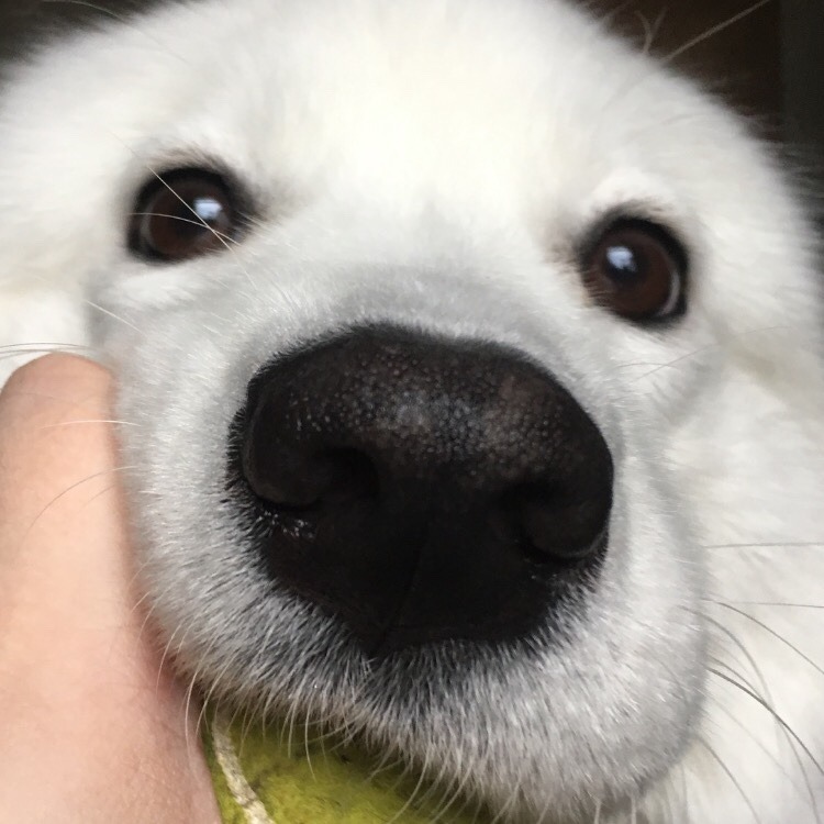 cloudthesamoyed: HAPPY 2ND BIRTHDAY CLOUD (25th dec) !!!!!!! you have grown up so