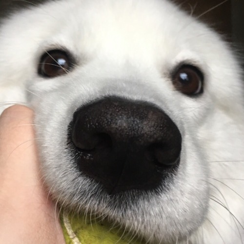 cloudthesamoyed: HAPPY 2ND BIRTHDAY CLOUD porn pictures