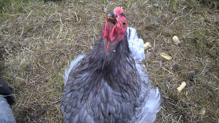 becausebirds:cathyashford:White hen can’t jumpLOOK AT MY BOUNCING SKILLS