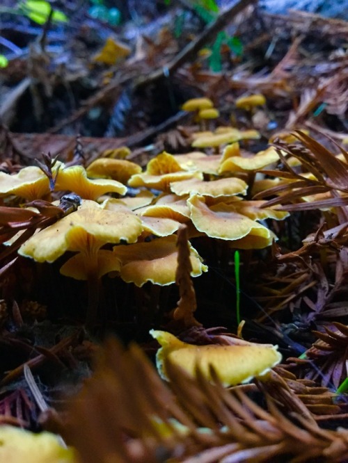 Fuzzy Foots, Xeromphalina campanella.-Spores&amp;More 